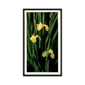 1986 Grandee Britain's Wild Flowers Yellow Flag #13