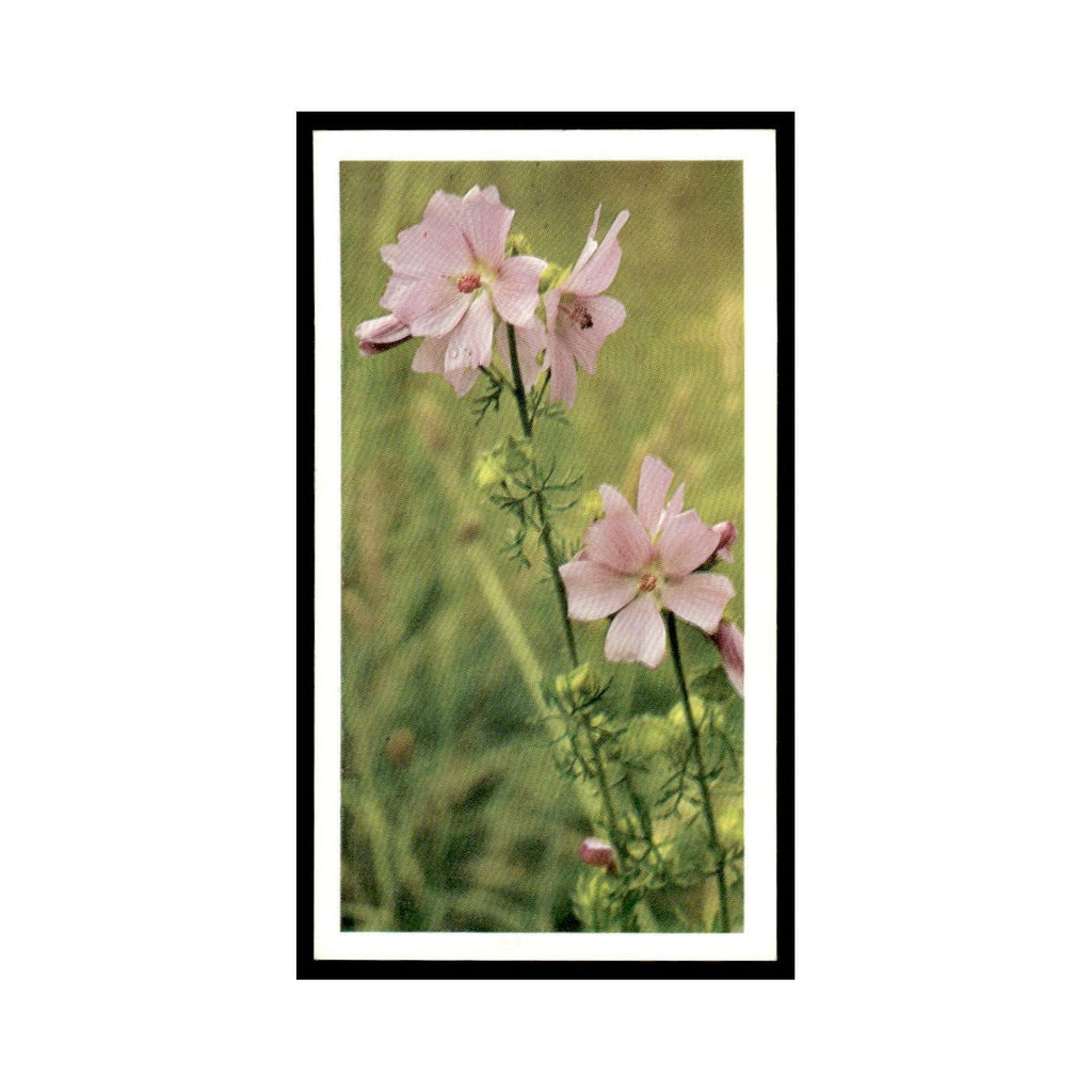 1986 Grandee Britain's Wild Flowers Musk Mallow #29