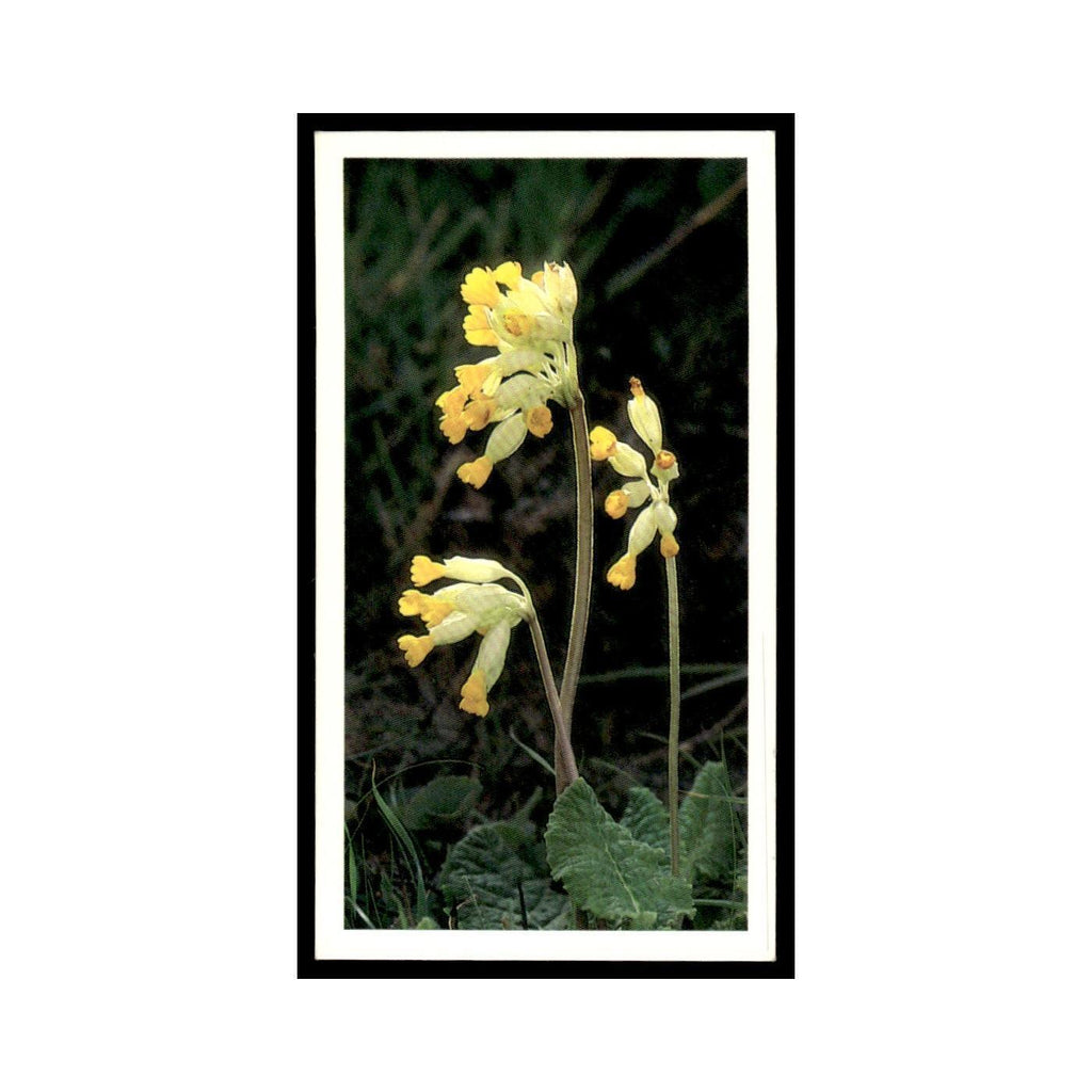 1986 Grandee Britain's Wild Flowers Cowslip #6