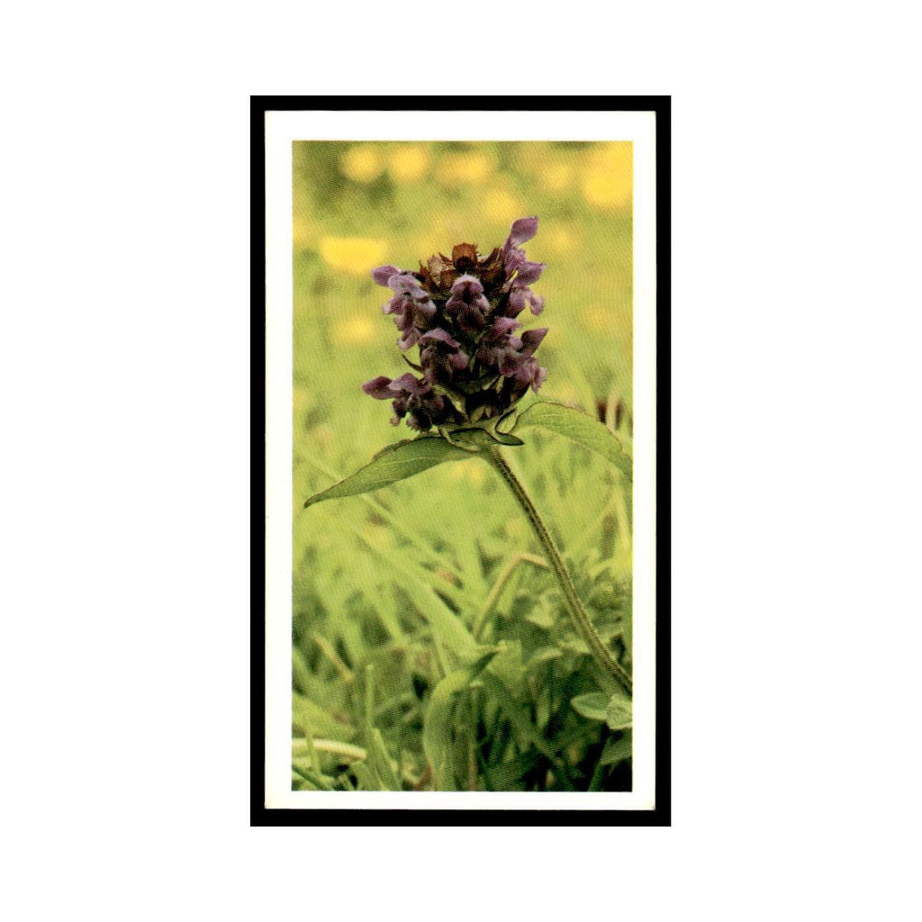 1986 Grandee Britain's Wild Flowers Self-Heal #18