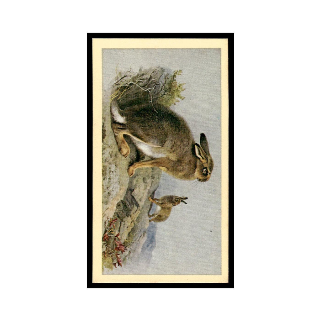 1983 Doncella Cigars British Mammals Mountain Hare #25