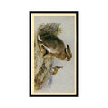 1983 Doncella Cigars British Mammals Mountain Hare #25