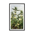 1986 Grandee Britain's Wild Flowers White Dead Nettle #3
