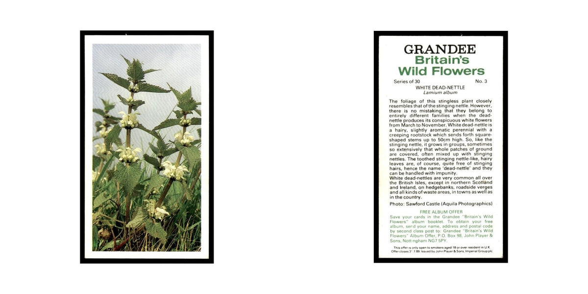 1986 Grandee Britain's Wild Flowers White Dead Nettle #3