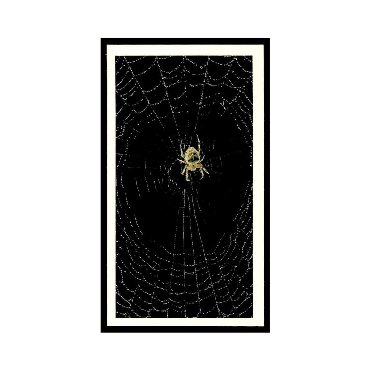 1987 Grandee Britain's Nocturnal Wildlife Garden Spider #27