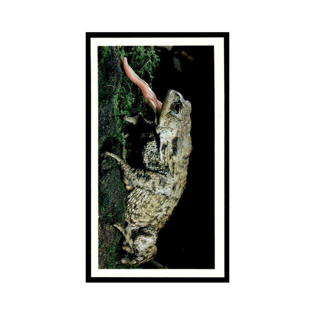 1987 Grandee Britain's Nocturnal Wildlife Common Toad #15