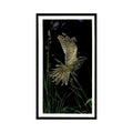 1987 Grandee Britain's Nocturnal Wildlife Nightjar #13