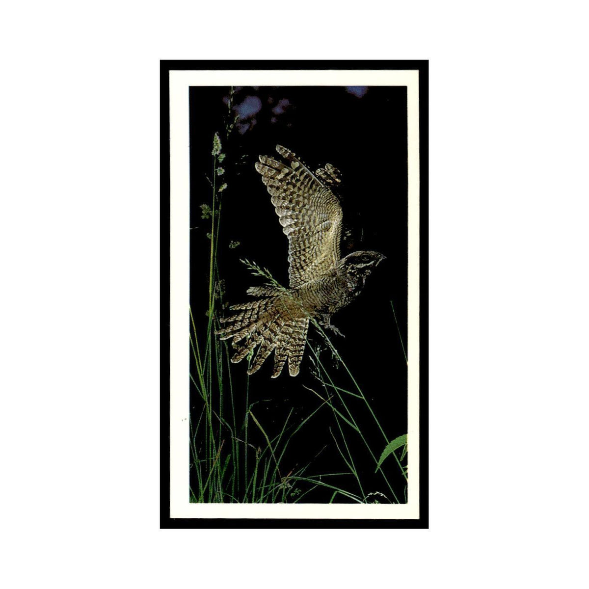 1987 Grandee Britain's Nocturnal Wildlife Nightjar #13