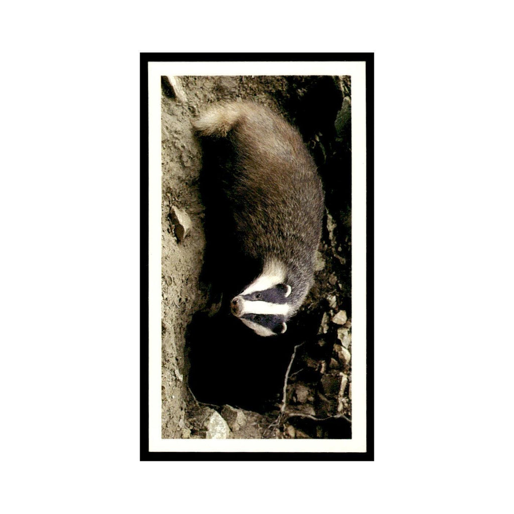 1987 Grandee Britain's Nocturnal Wildlife Badger #6