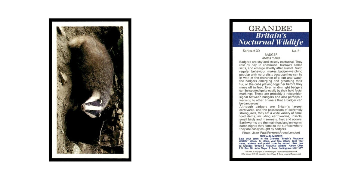 1987 Grandee Britain's Nocturnal Wildlife Badger #6