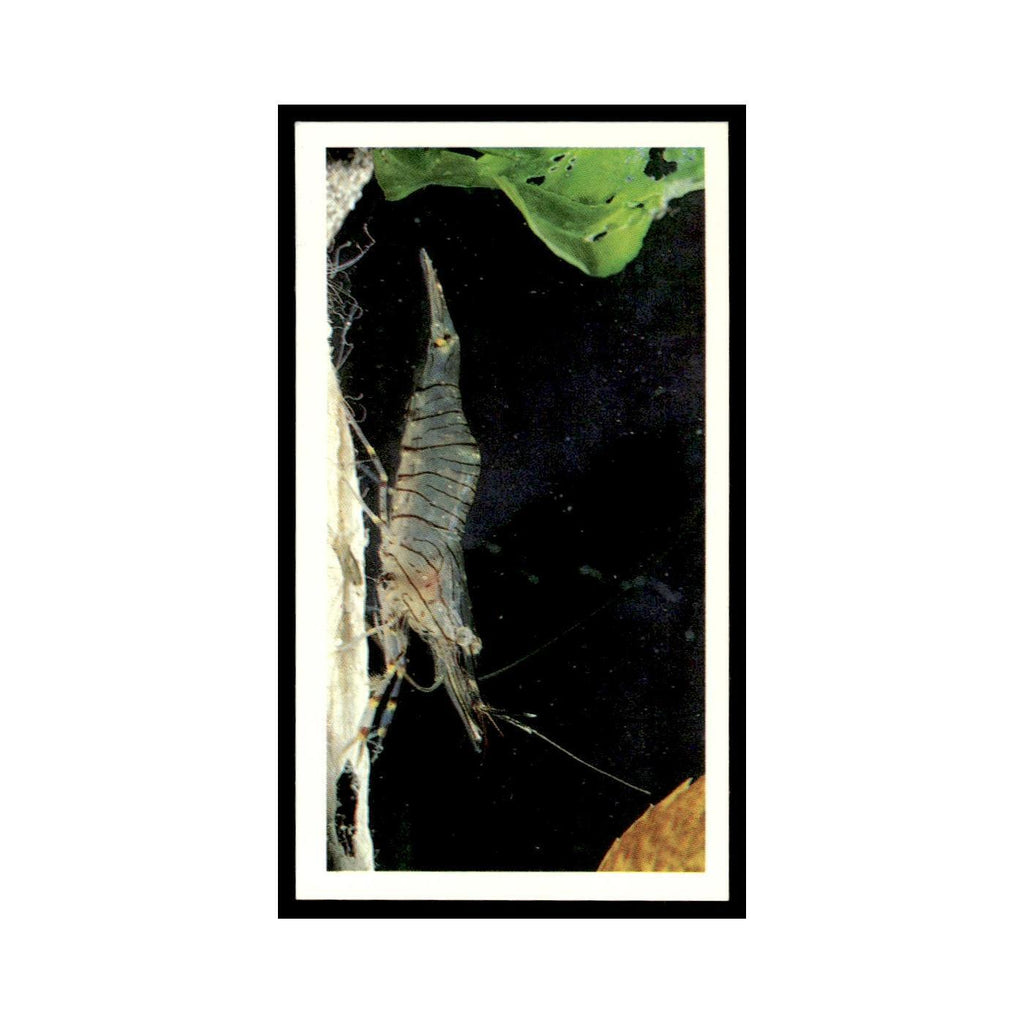 1987 Grandee Britain's Nocturnal Wildlife Common Prawn #29