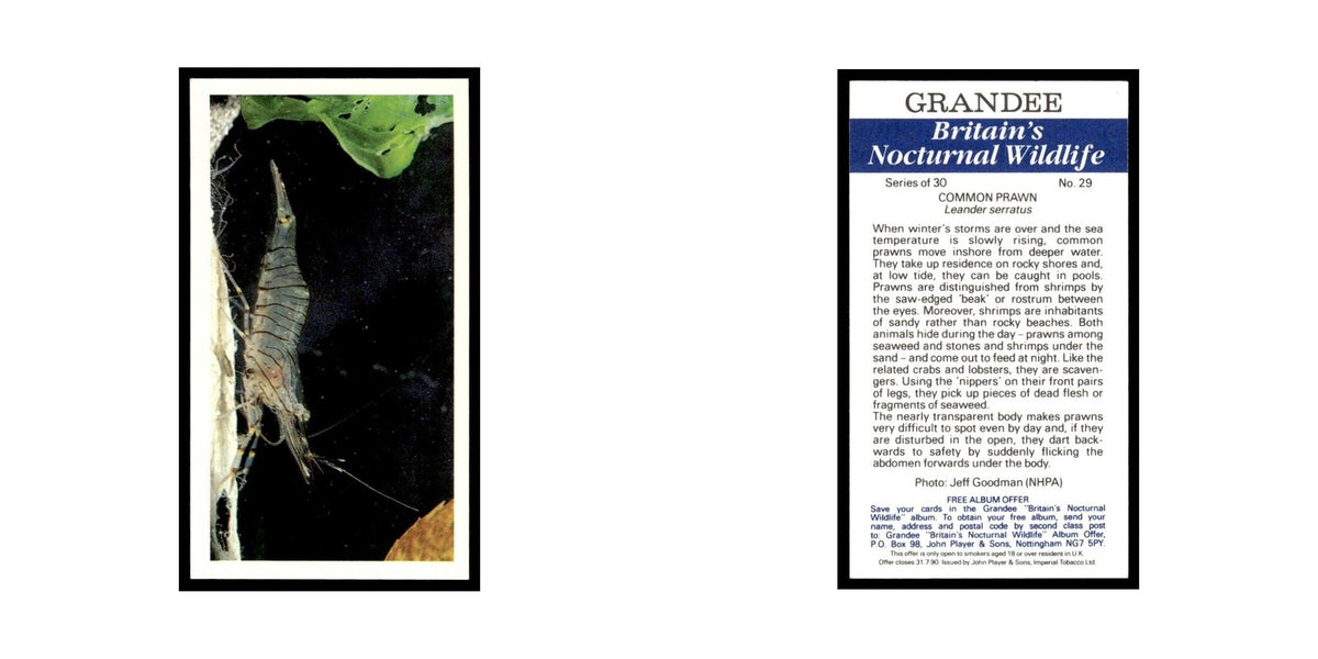 1987 Grandee Britain's Nocturnal Wildlife Common Prawn #29