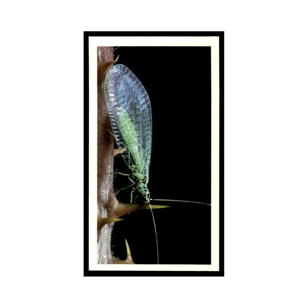 1987 Grandee Britain's Nocturnal Wildlife Lacewing #19