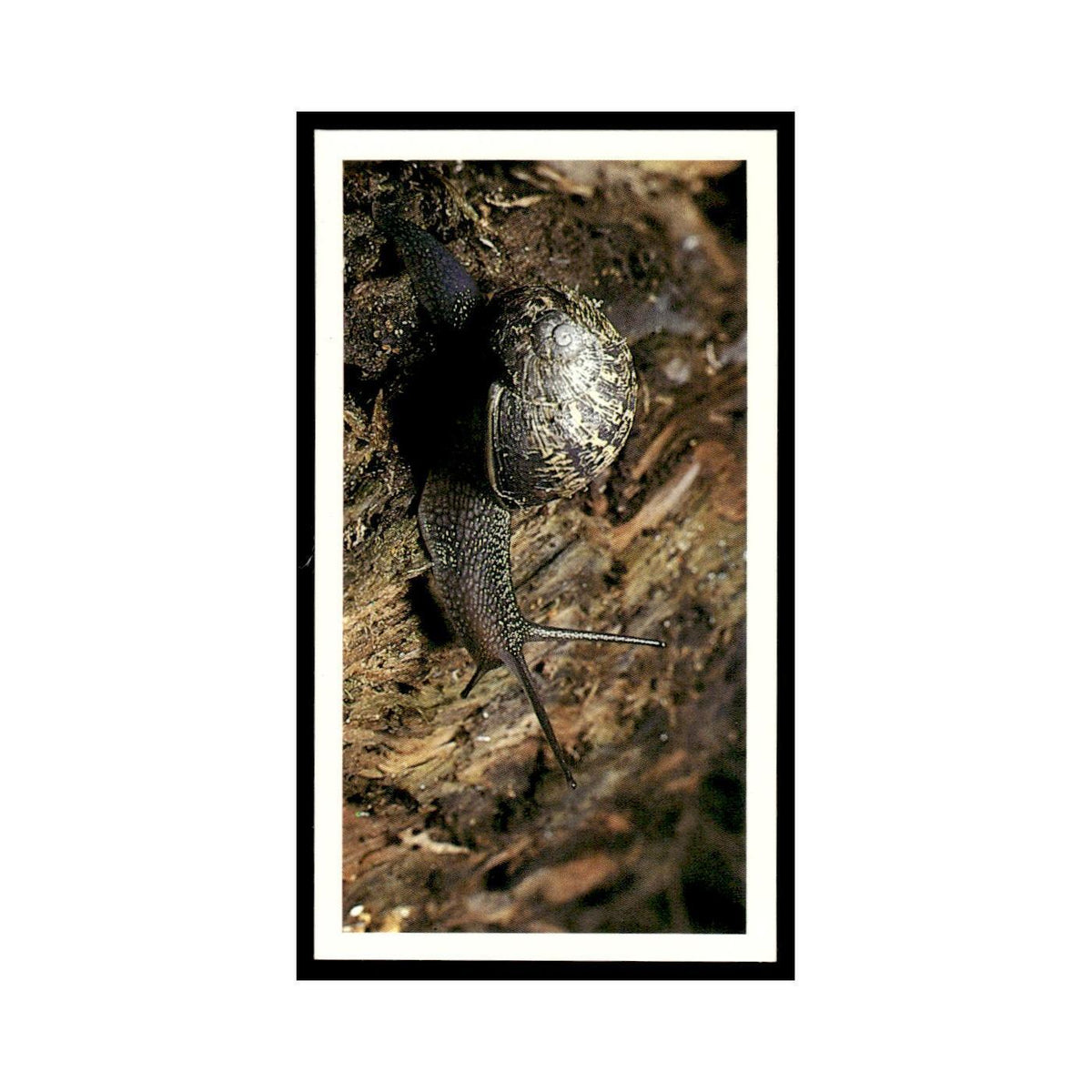 1987 Grandee Britain's Nocturnal Wildlife Garden Snail #17
