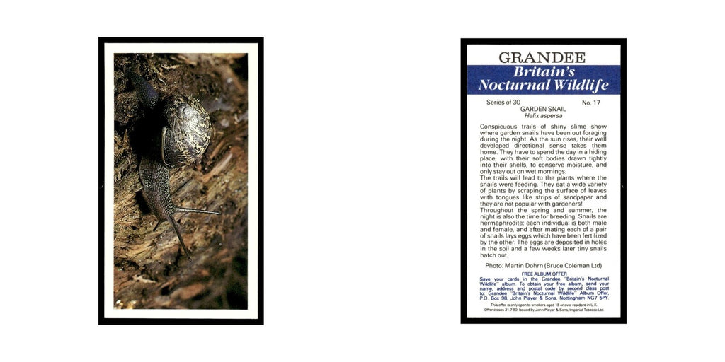 1987 Grandee Britain's Nocturnal Wildlife Garden Snail #17
