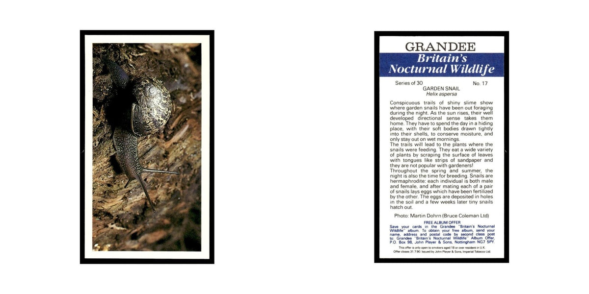 1987 Grandee Britain's Nocturnal Wildlife Garden Snail #17