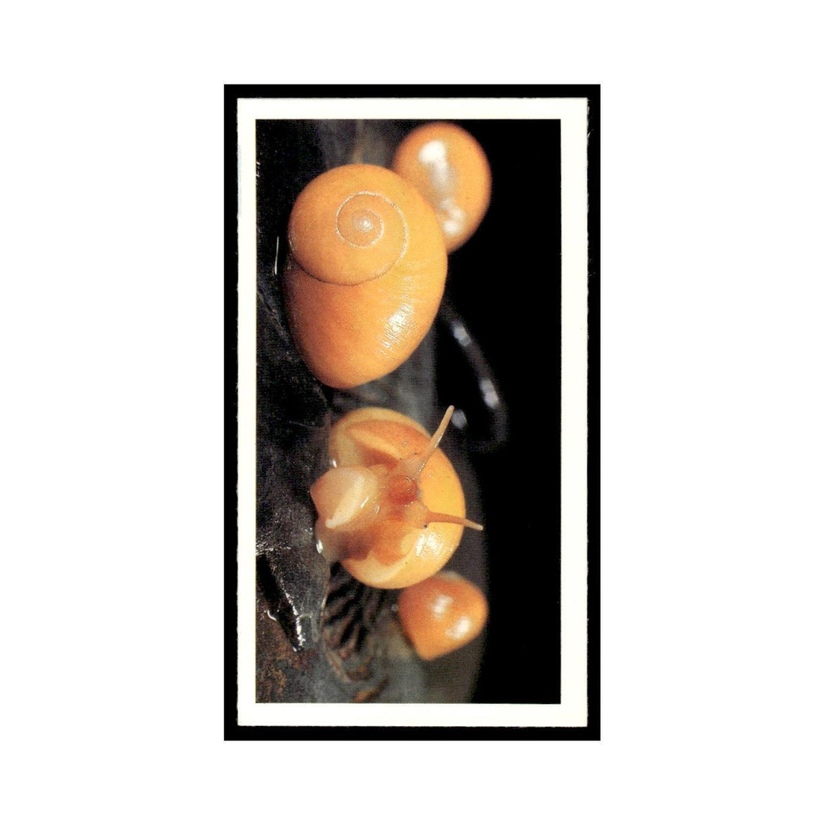1987 Grandee Britain's Nocturnal Wildlife Flat Periwinkle #18