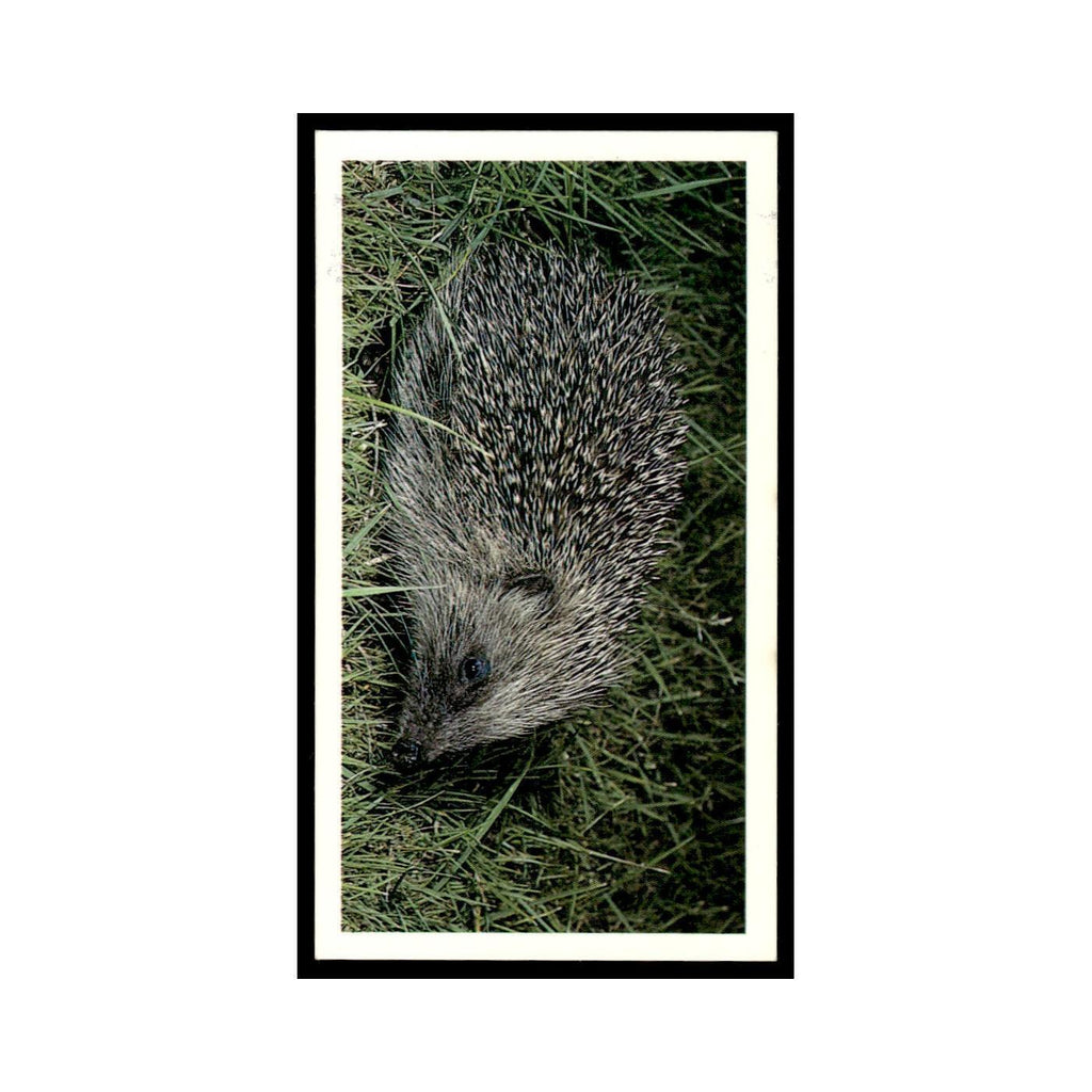 1987 Grandee Britain's Nocturnal Wildlife Hedgehog #1