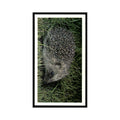 1987 Grandee Britain's Nocturnal Wildlife Hedgehog #1