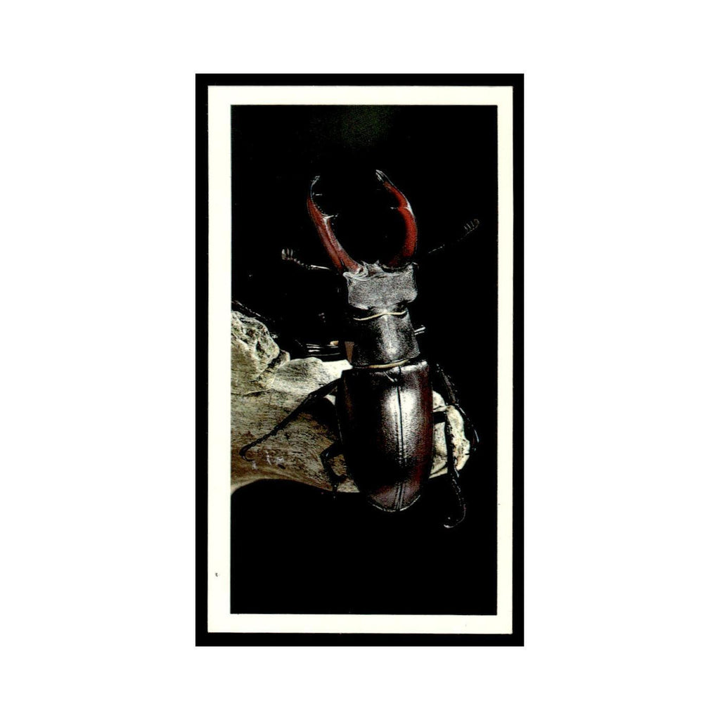 1987 Grandee Britain's Nocturnal Wildlife Stag Beetle #23