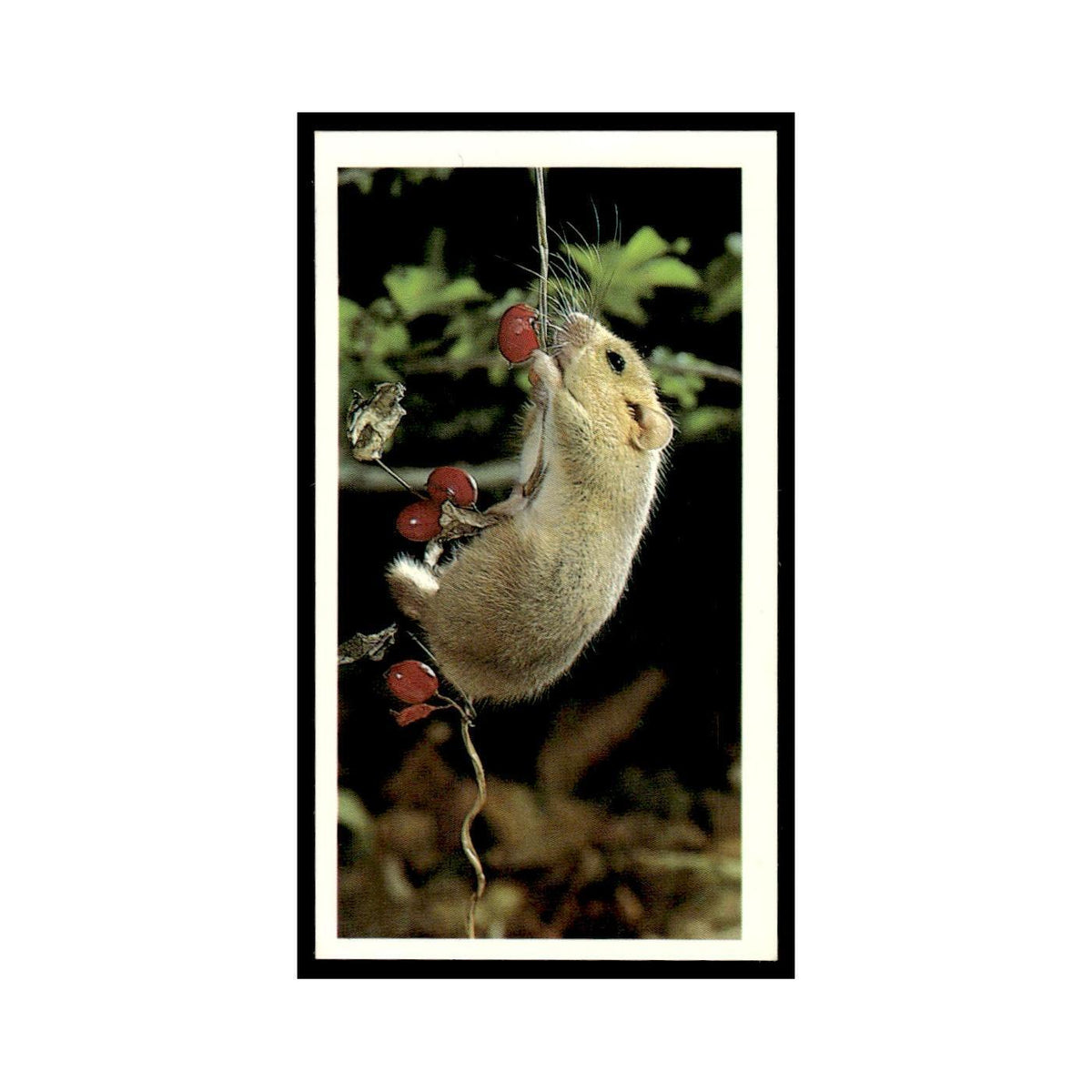 1987 Grandee Britain's Nocturnal Wildlife Dormouse #4