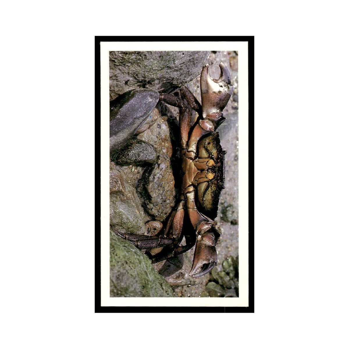 1987 Grandee Britain's Nocturnal Wildlife Shore Crab #28