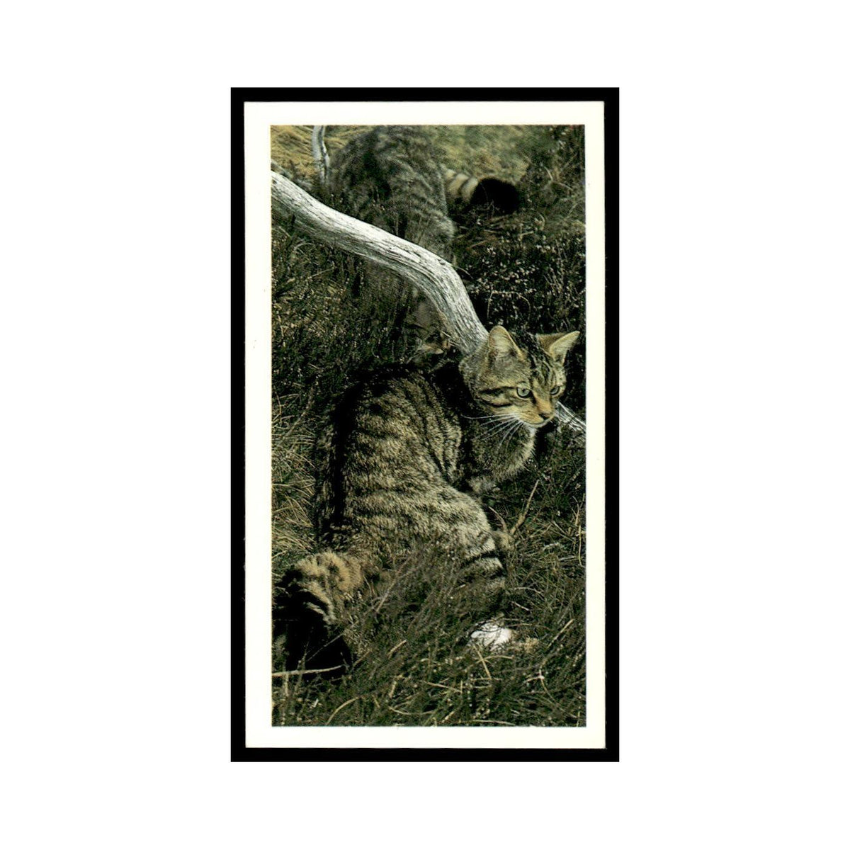1987 Grandee Britain's Nocturnal Wildlife Wild Cat #8