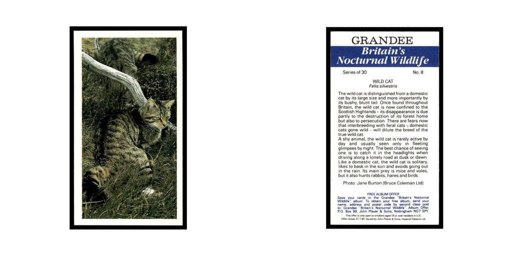 1987 Grandee Britain's Nocturnal Wildlife Wild Cat #8