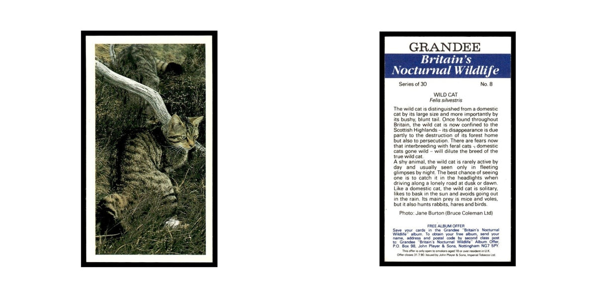 1987 Grandee Britain's Nocturnal Wildlife Wild Cat #8