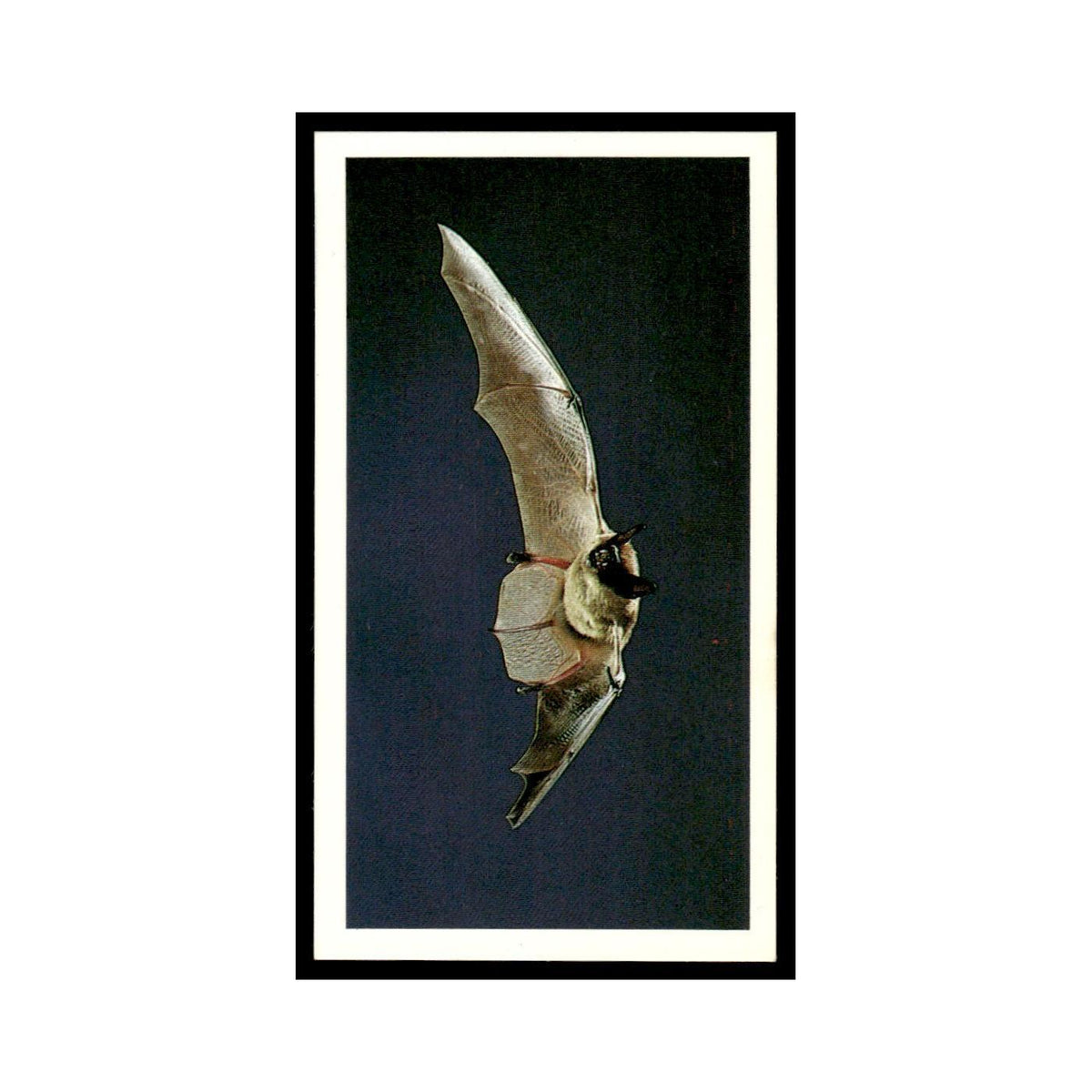 1987 Grandee Britain's Nocturnal Wildlife Serotine Bat #2