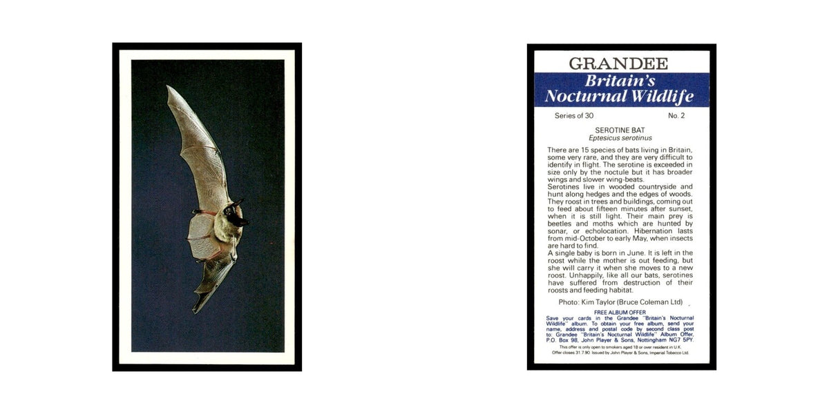 1987 Grandee Britain's Nocturnal Wildlife Serotine Bat #2