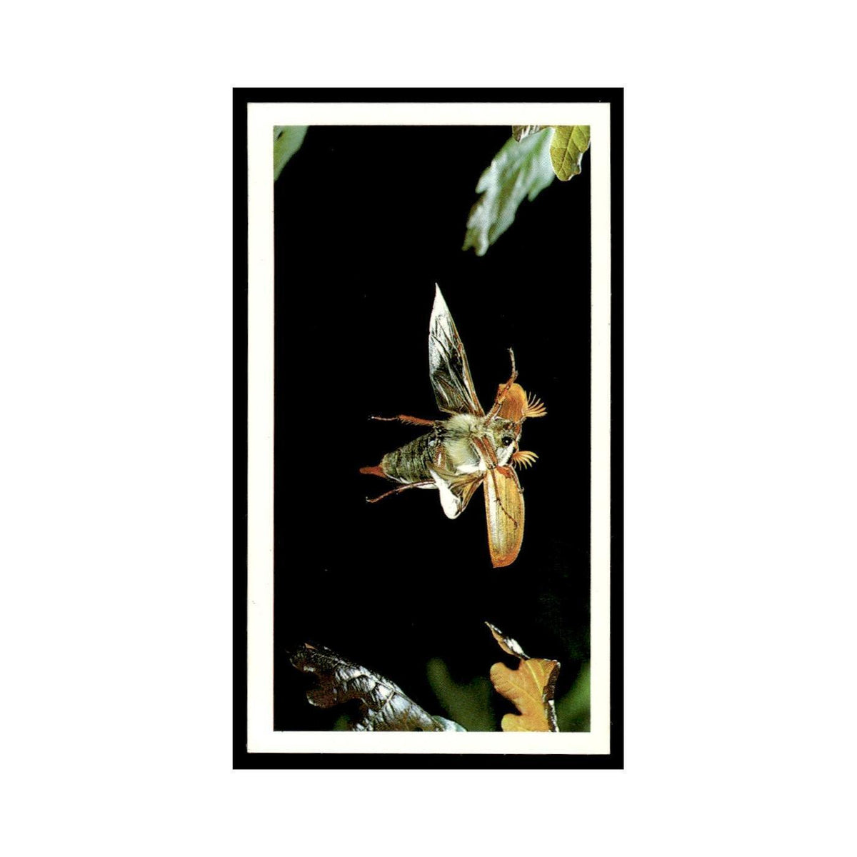 1987 Grandee Britain's Nocturnal Wildlife Cockchafer #24