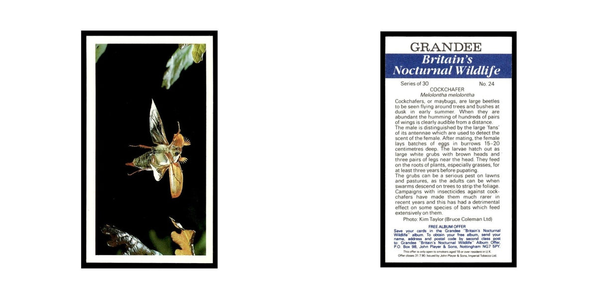 1987 Grandee Britain's Nocturnal Wildlife Cockchafer #24