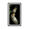 1987 Grandee Britain's Nocturnal Wildlife Tawny Owl #12