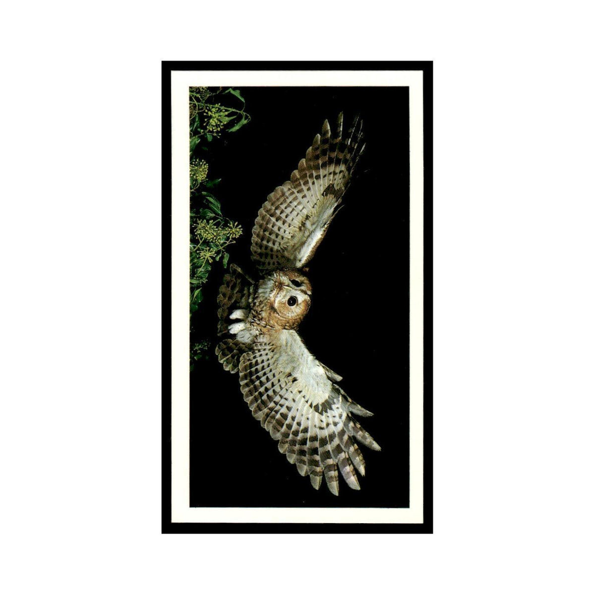 1987 Grandee Britain's Nocturnal Wildlife Tawny Owl #12