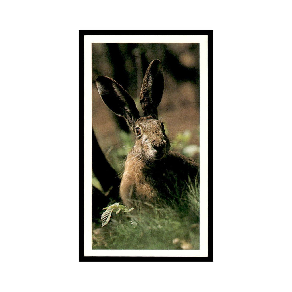 1987 Grandee Britain's Nocturnal Wildlife Brown Hare #3