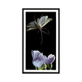 1987 Grandee Britain's Nocturnal Wildlife Caddis Fly #22