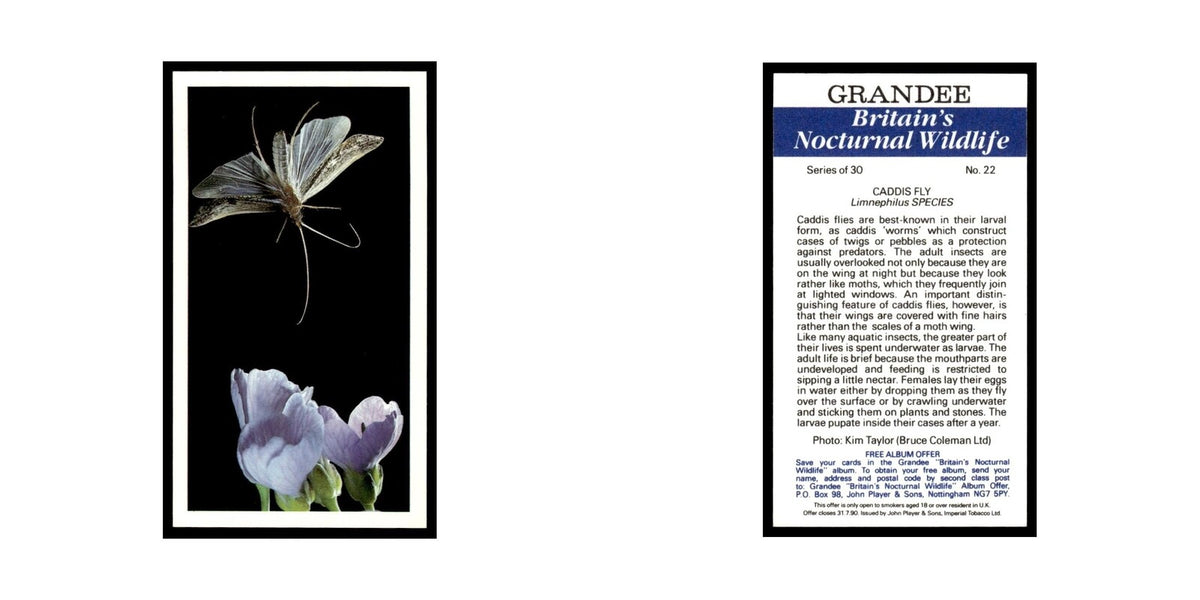 1987 Grandee Britain's Nocturnal Wildlife Caddis Fly #22