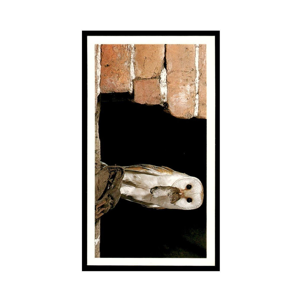 1987 Grandee Britain's Nocturnal Wildlife Barn Owl #11