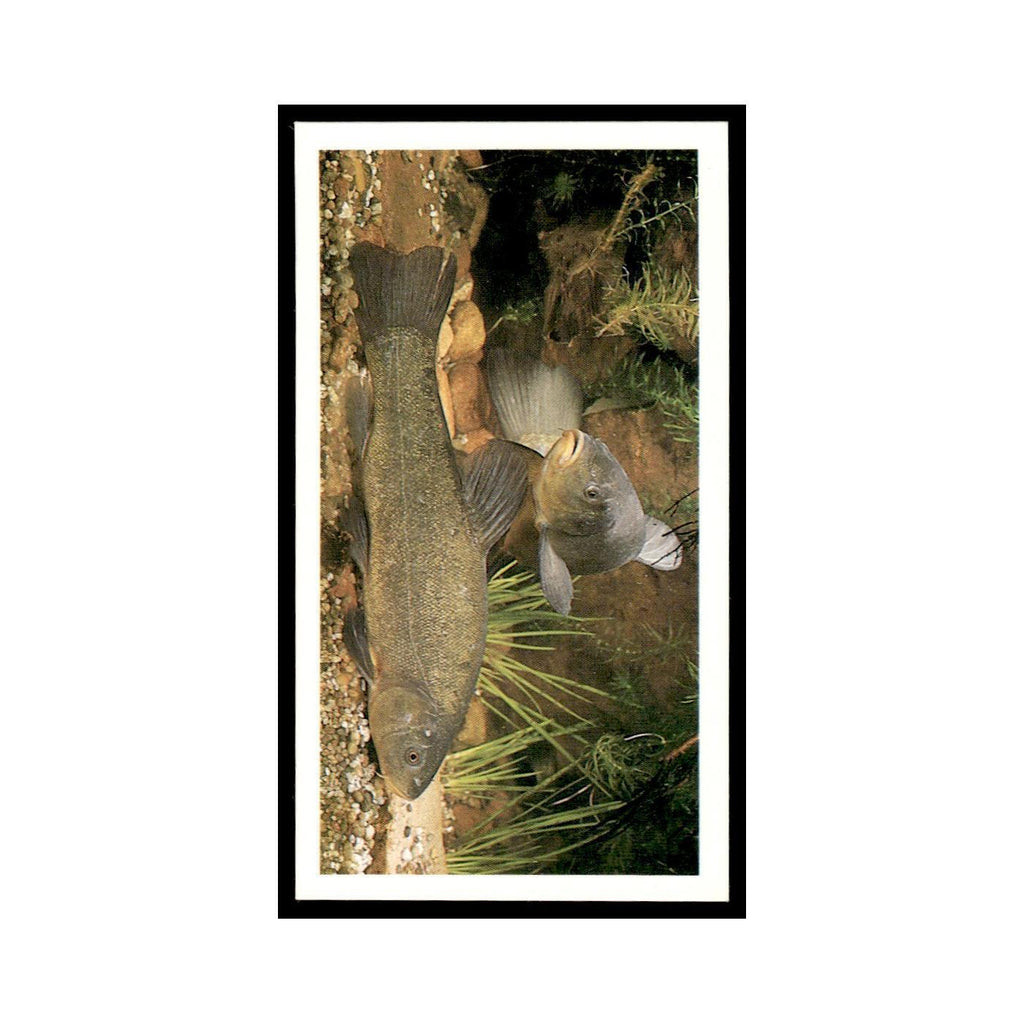 1987 Grandee Britain's Nocturnal Wildlife Tench #16