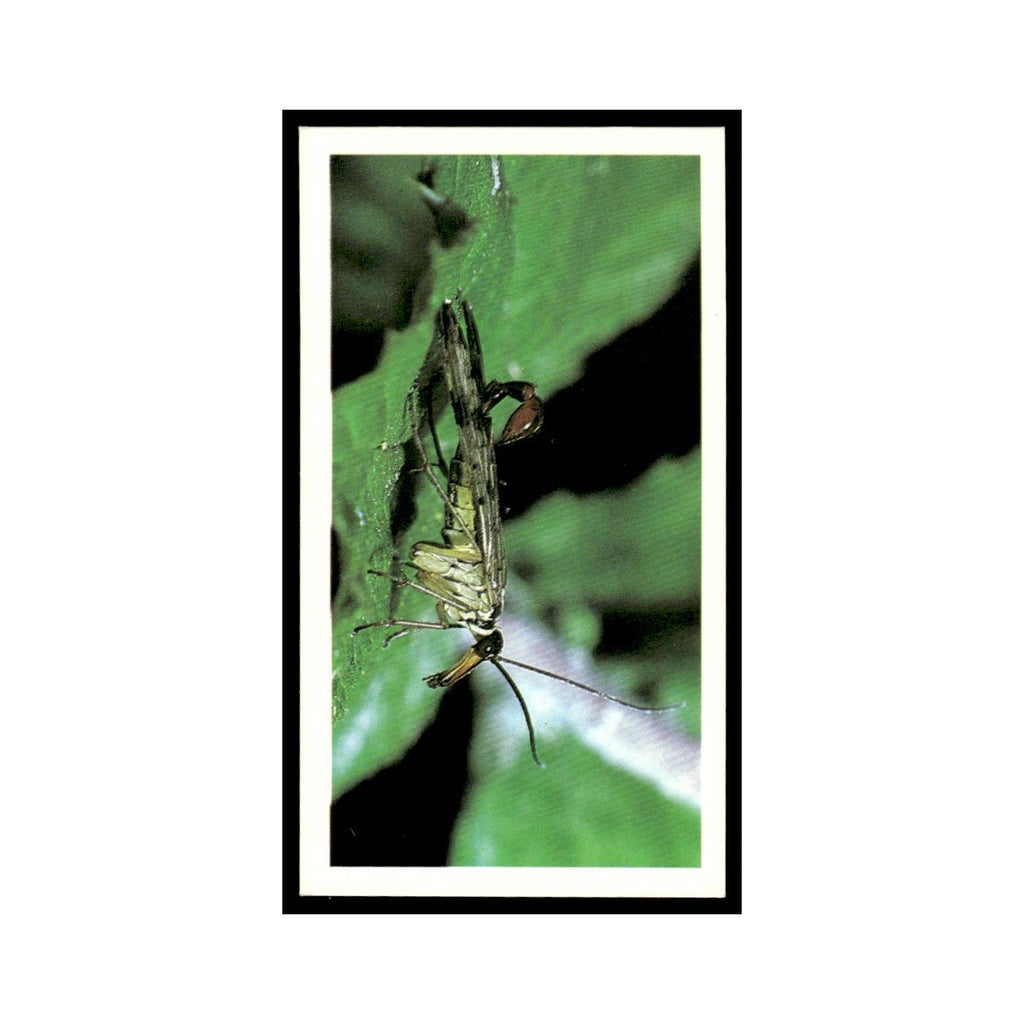 Common Scorpion Fly 1988 Grandee Britain's Wayside Wildlife #12 Baseball Card EX