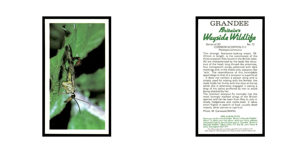 Common Scorpion Fly 1988 Grandee Britain's Wayside Wildlife #12 Baseball Card EX