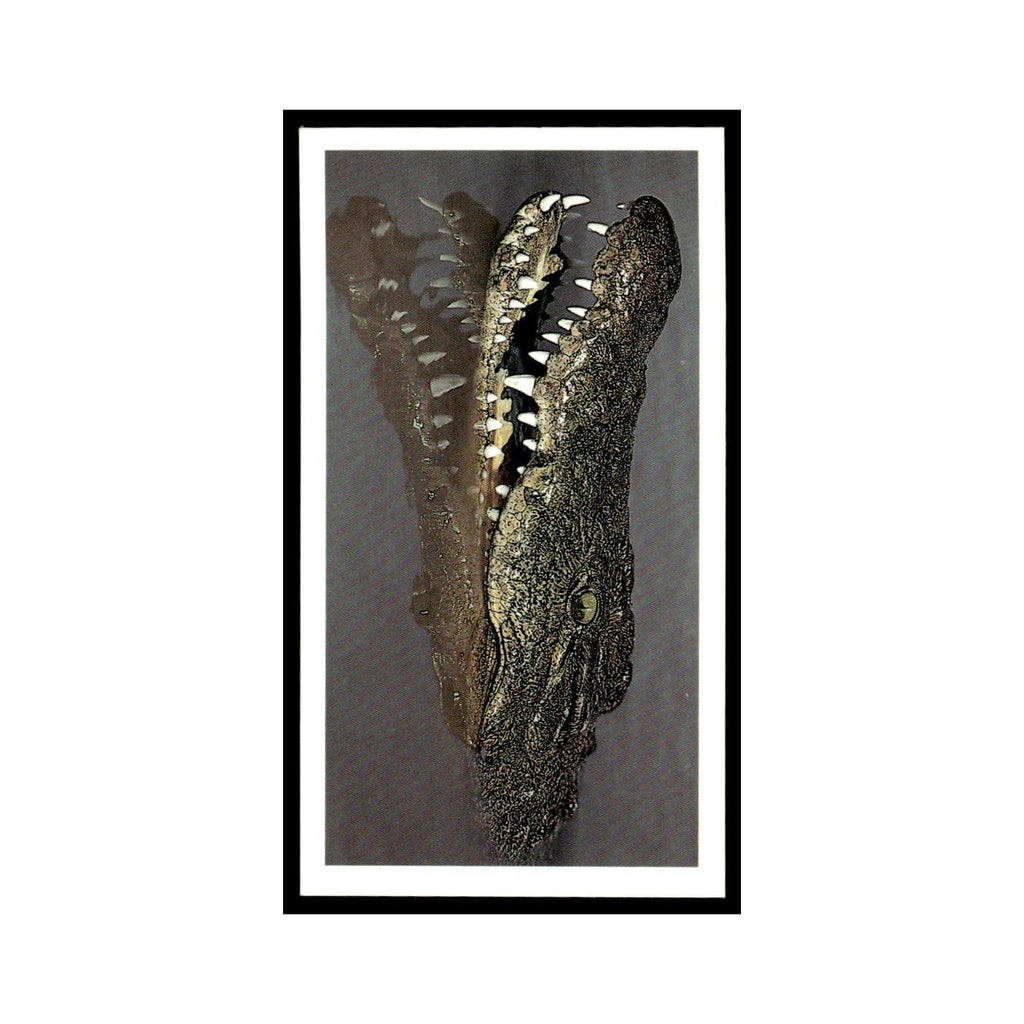Nile Crocodile 1990 Grandee African Wildlife #28 Baseball Card EX