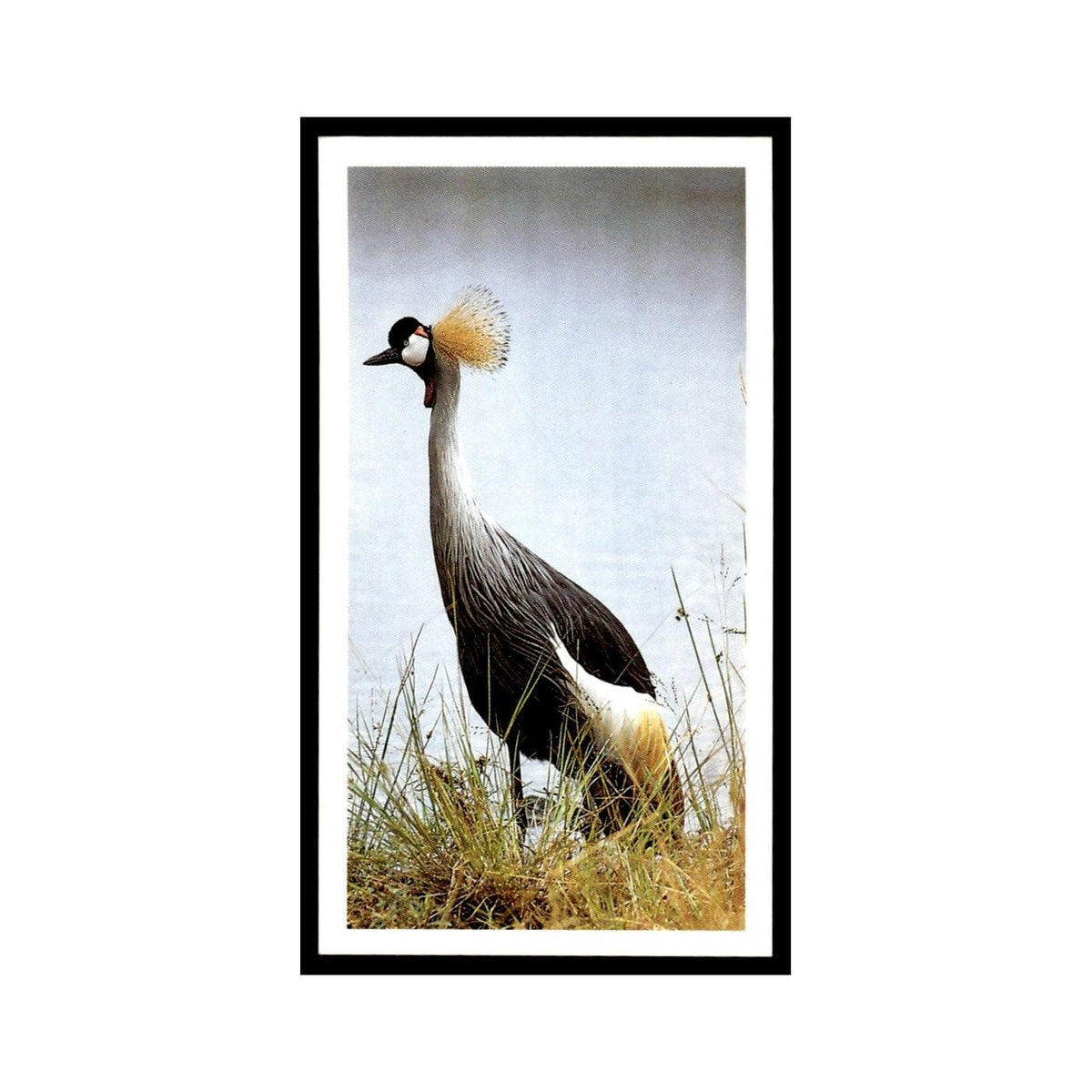 Crowned Crane 1990 Grandee African Wildlife #25 Baseball Card EX