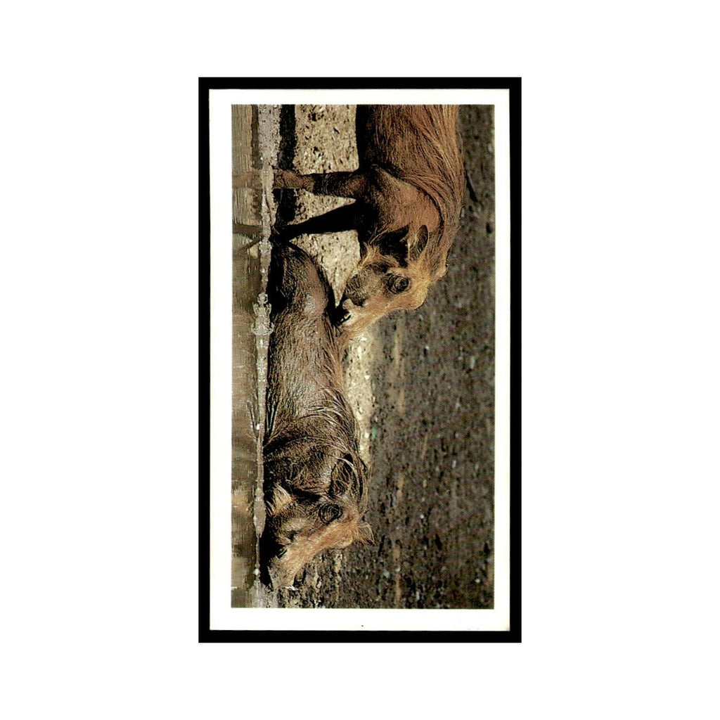 Warthog 1990 Grandee African Wildlife #16 Baseball Card EX