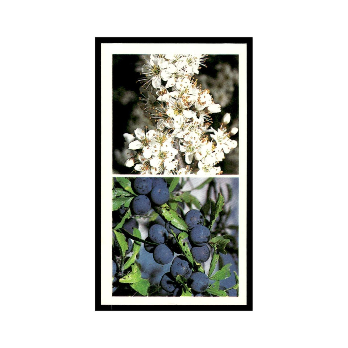 Blackthorn Sloe 1988 Grandee Britain's Wayside Wildlife #1 Baseball Card EX