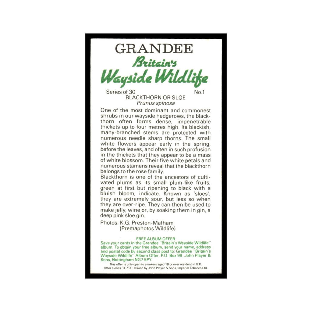 Blackthorn Sloe 1988 Grandee Britain's Wayside Wildlife #1 Baseball Card EX