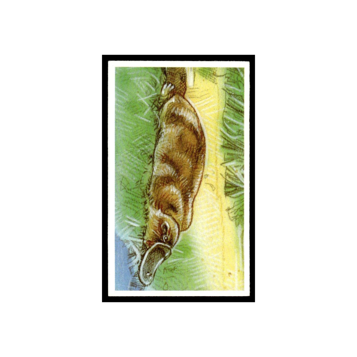Duck Billed Platypus 1994 Brooke Bond Going Wild #27 Baseball Card EX