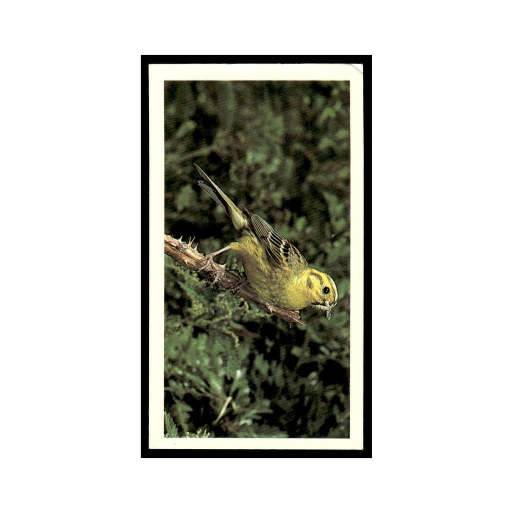 Yellowhammer 1988 Grandee Britain's Wayside Wildlife #9 Baseball Card EX