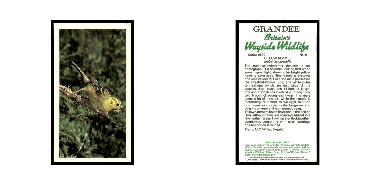 Yellowhammer 1988 Grandee Britain's Wayside Wildlife #9 Baseball Card EX
